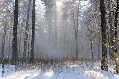 Winter pine forest with snow in the fog.