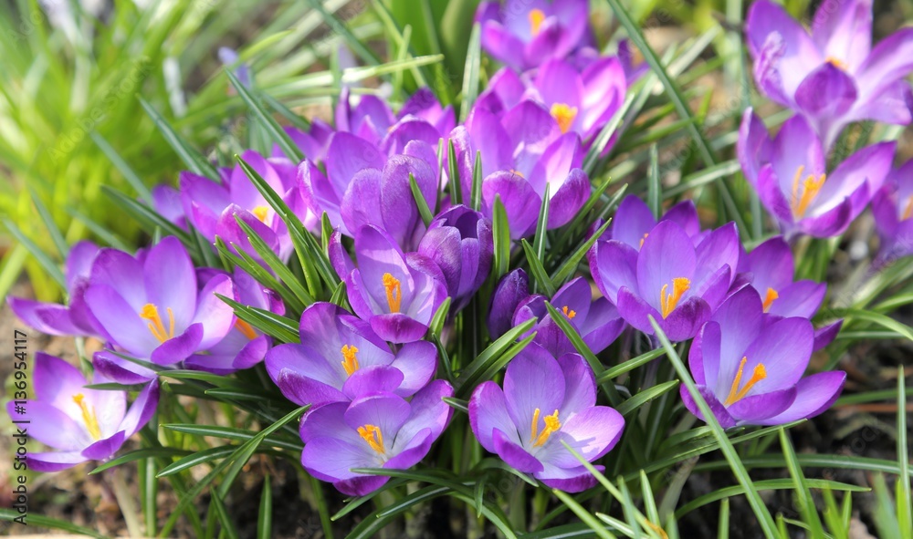 Crocuses. Crocuses.