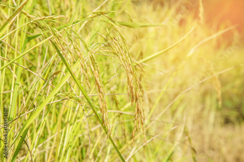 Rice field