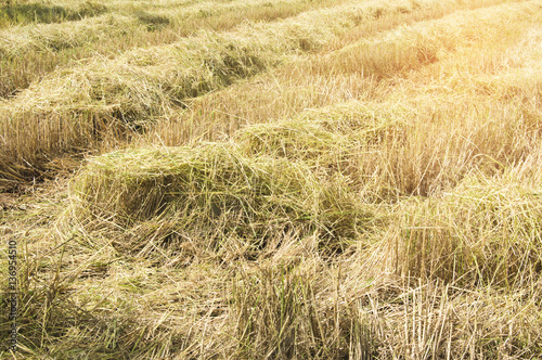 Rice field