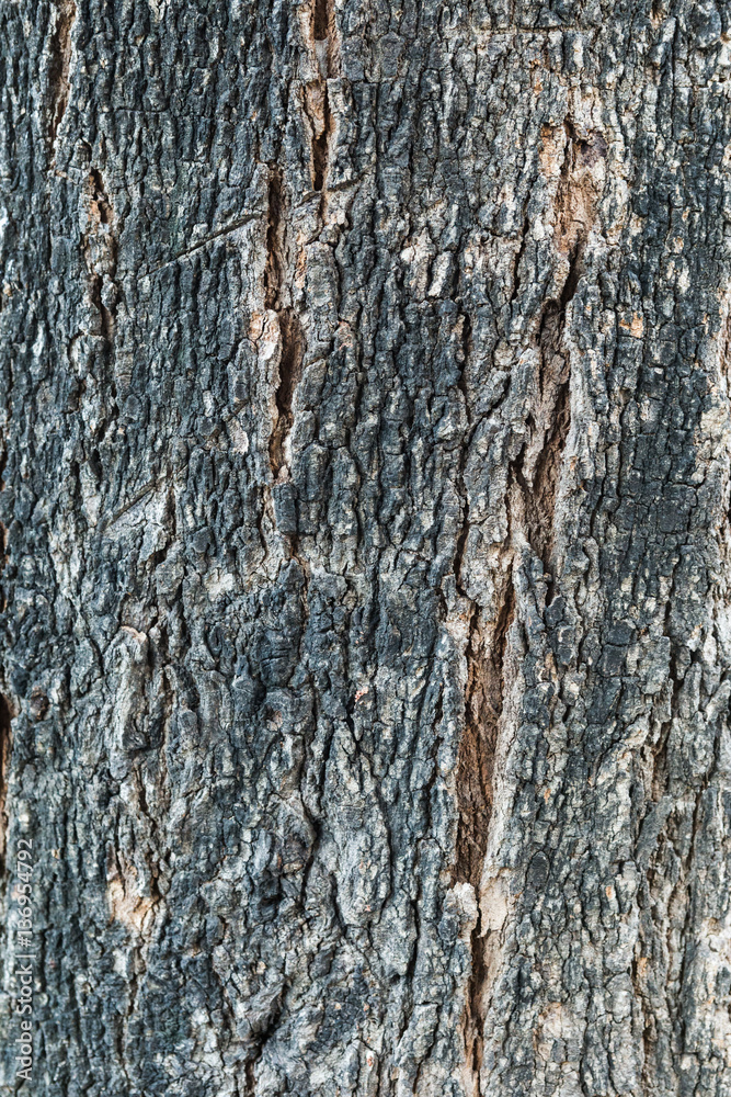 Obraz premium Tree bark texture