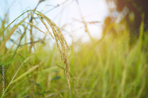 Rice field