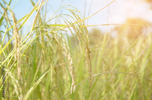 Rice field