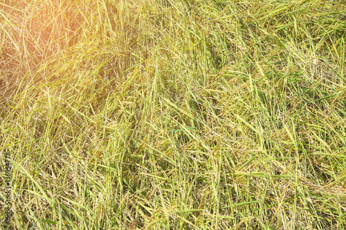 Rice field