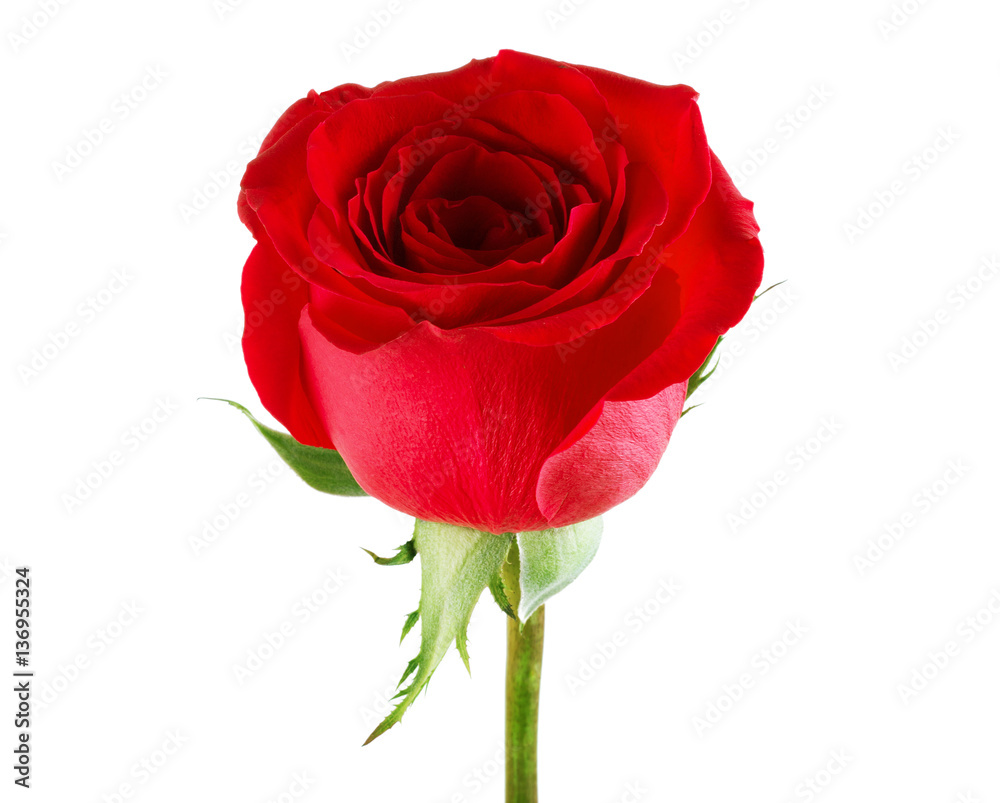 red rose on a white background red rose on a white background