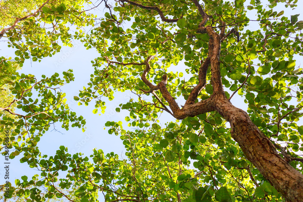 green trees on a sunny day, the view from the bottom green trees on a sunny day, the view from the bottom