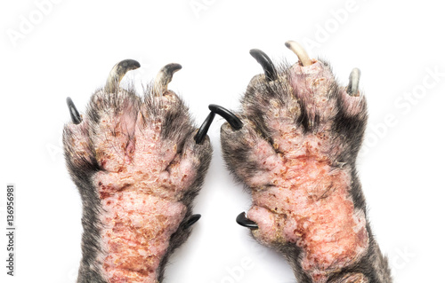 Closeup legs of dog sick leprosy skin problem with white backgro