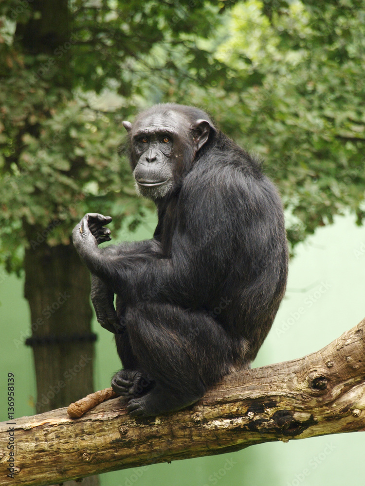 chimpanzee chimpanzee
