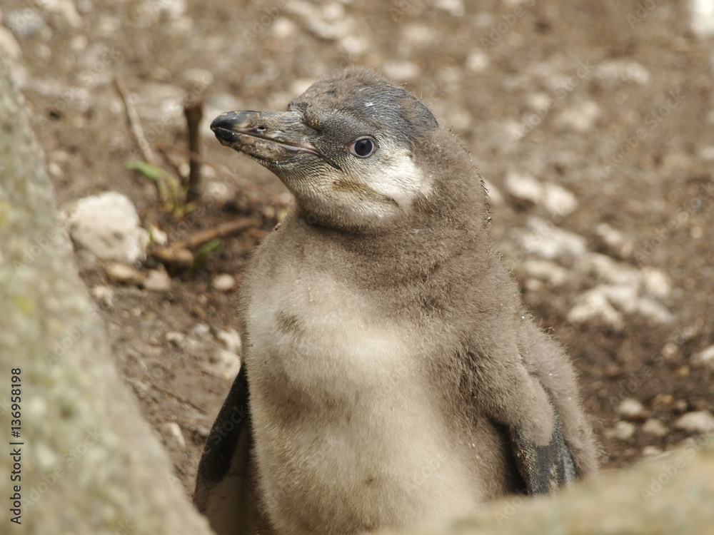 Obraz premium penguin