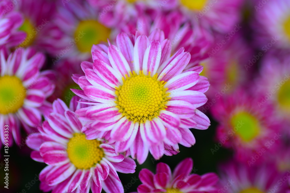 the pink blooming of Chrysanthemum flowers in closeup the pink blooming of Chrysanthemum flowers in closeup