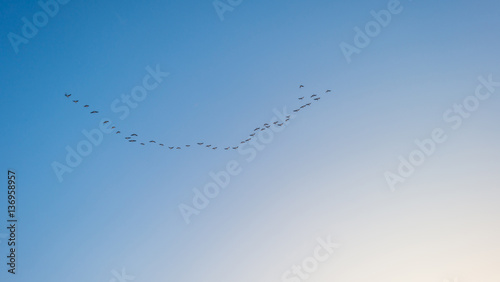 Geese flying in a blue sky in winter