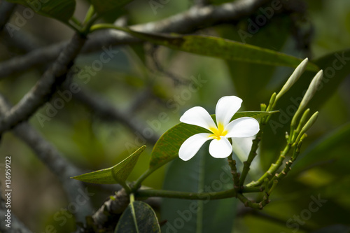 white frangipani flower