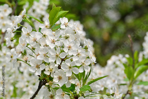White cherry blossoms blooming in spring