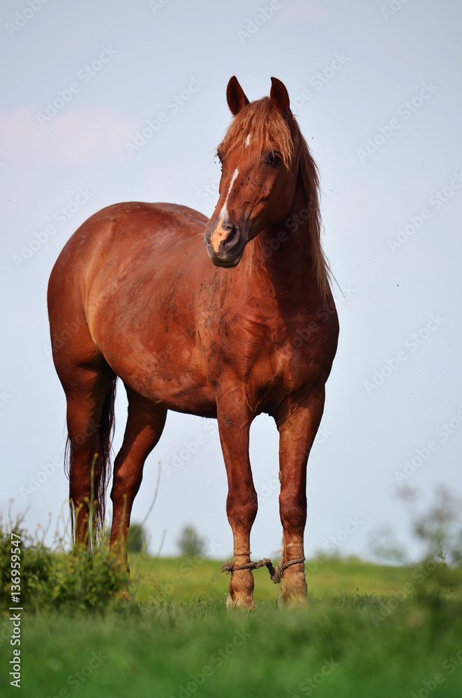 Beautiful Brown Horse Standing on the Grass Beautiful Brown Horse Standing on the Grass