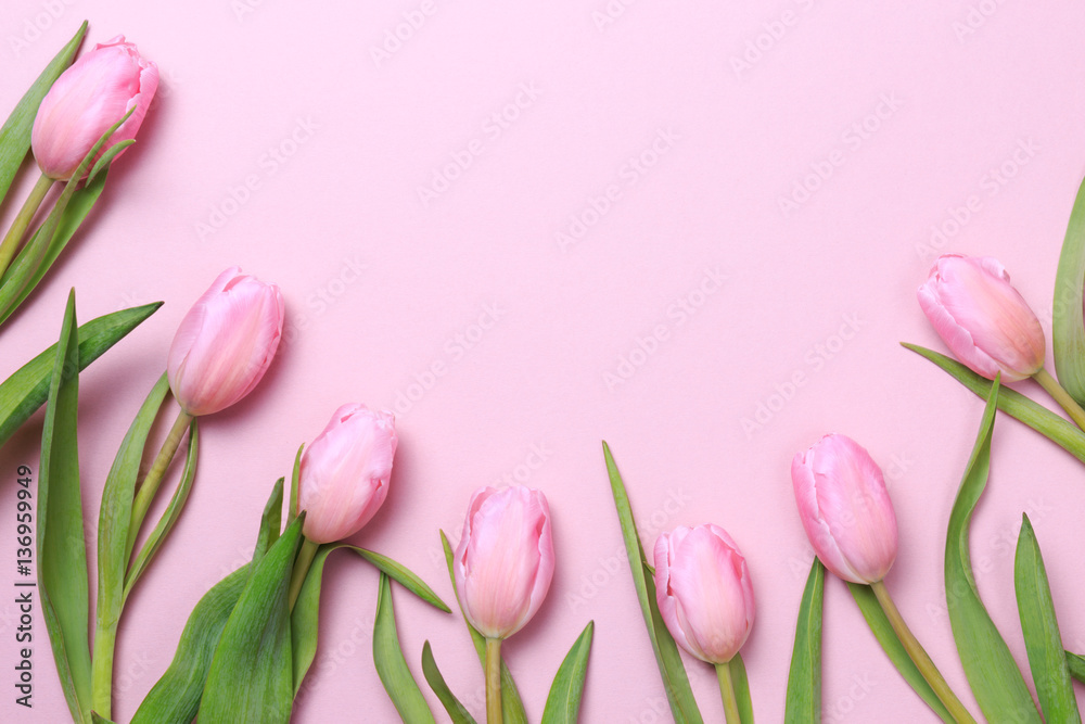 Fototapeta premium Różowe tulipany na różowym tle. Płaski układ, widok z góry. Valenti