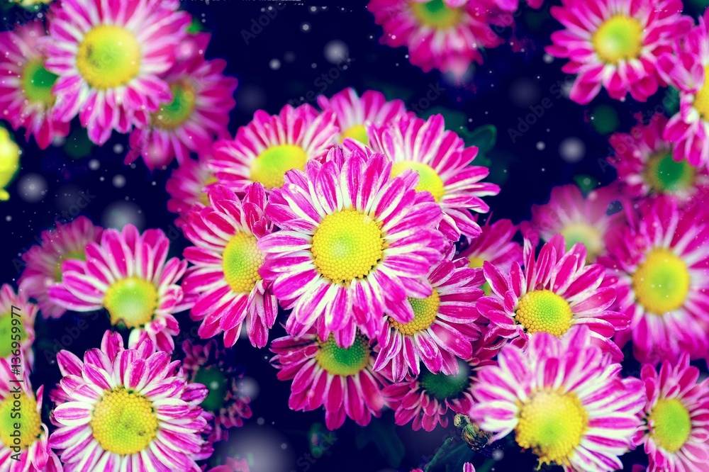 the Chrysanthemum is blooming in the garden in closeup the Chrysanthemum is blooming in the garden in closeup