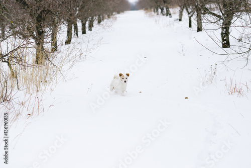 white dog in the winter garden © Andrii