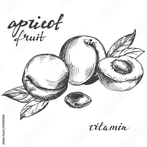 apricot fruit set hand drawn vector llustration realistic sketch