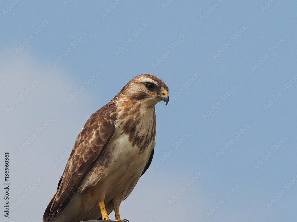 Common Buzzard (Buteo buteo)
