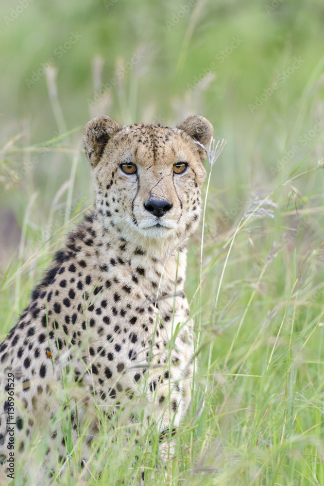Cheetah (Acinonyx jubatus). KwaZulu Natal. South Africa Cheetah (Acinonyx jubatus). KwaZulu Natal. South Africa