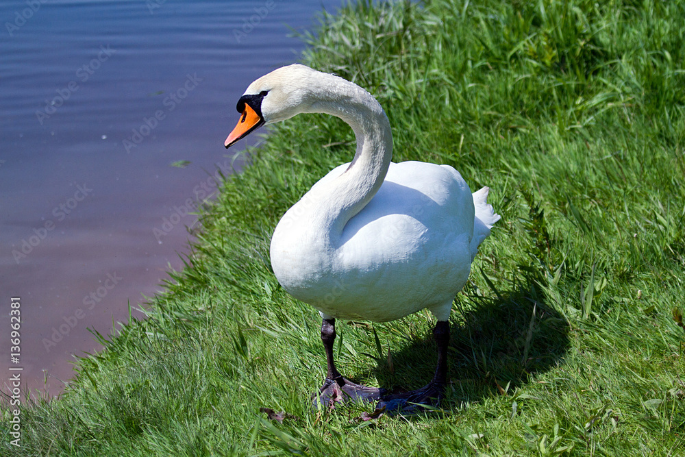 Obraz premium Schwan