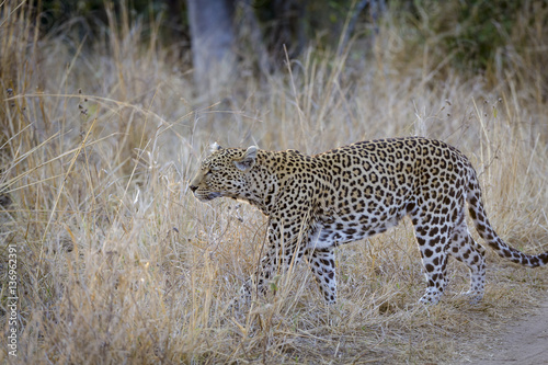 Leopard (Panthera pardus). Mpumlanga. South Africa © Roger de la Harpe