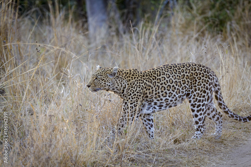 Leopard (Panthera pardus). Mpumlanga. South Africa