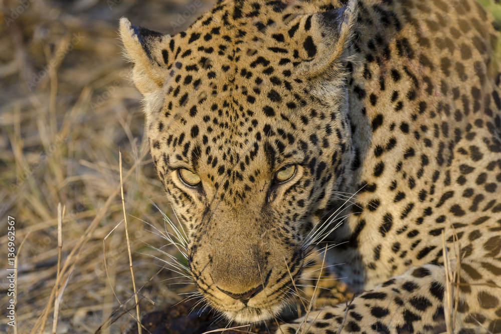 Obraz premium Leopard (Panthera pardus). Mpumlanga. South Africa
