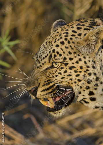 Leopard (Panthera pardus) snarling. Mpumlanga. South Africa