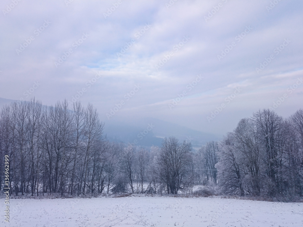 Snow meadow with snowy trees in landscape Snow meadow with snowy trees in landscape