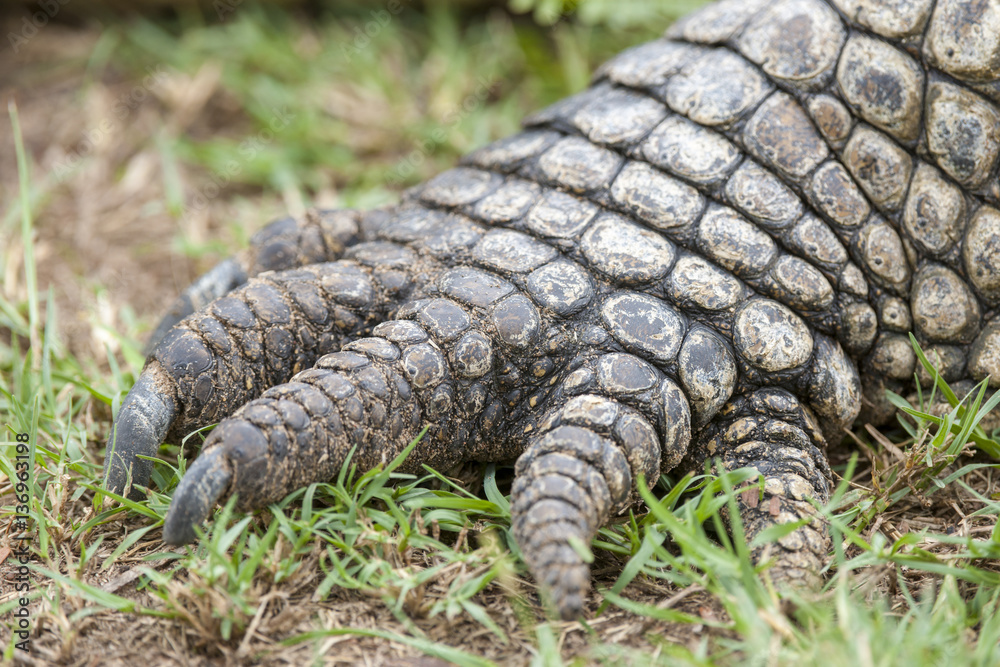 Nile crocodile (Crocodylus niloticus). Detail of foot. KwaZulu Natal. South Africa Nile crocodile (Crocodylus niloticus). Detail of foot. KwaZulu Natal. South Africa