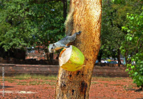 Squirrel or small gong, Small mammals native to the tropical forests at Thailand, Variable squirrel, Pallas's squirrel photo
