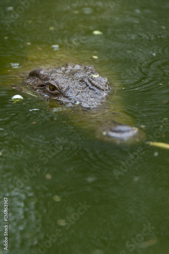 Nile crocodile (Crocodylus niloticus) in water. KwaZulu Natal. South Africa