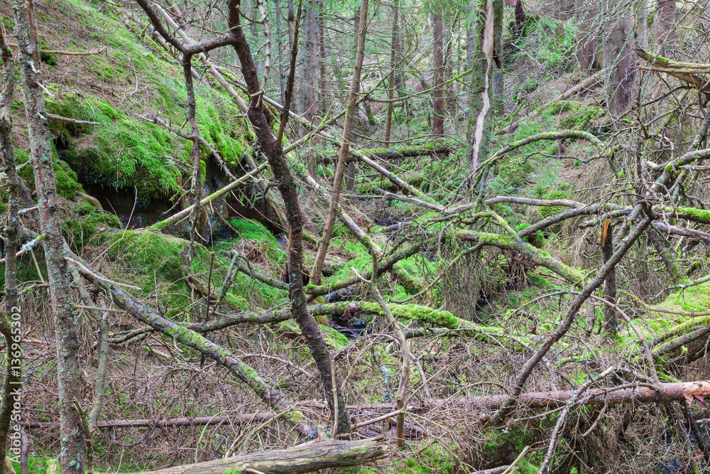 Forest ravine Forest ravine