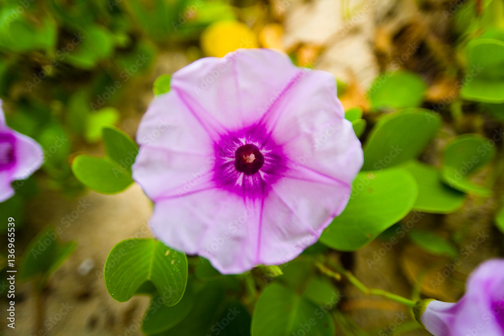 Flower with a pattern in the shape of a star. Flower with a pattern in the shape of a star.