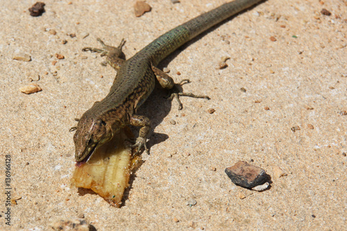 Spanish Lizard eating Banana