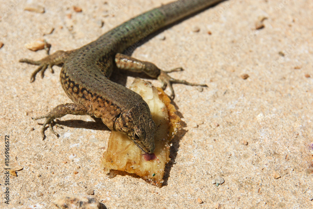 Spanish Lizard licking Banana Spanish Lizard licking Banana