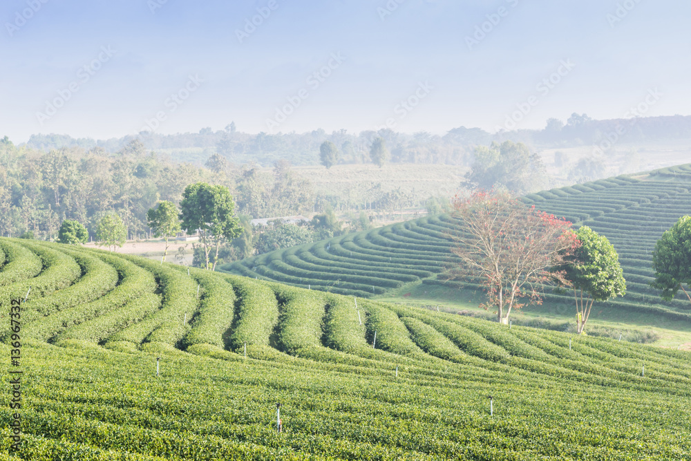 Tea farm in North Thailand, South East Asia.