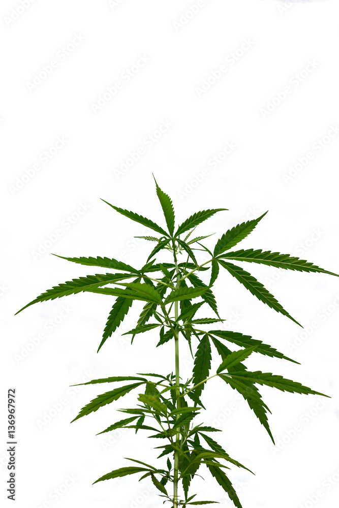 Fototapeta premium Marijuana leaves isolated on white background.