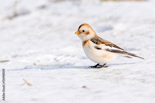 Snow bunting on a snowy day in the Netherlands