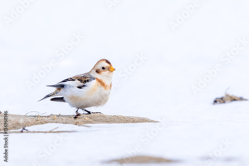 Snow bunting on a snowy day in the Netherlands © Wim