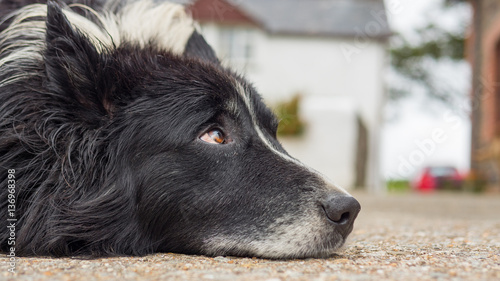 Old dog with sad eyes rests his head