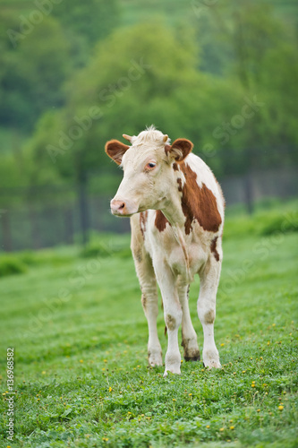 Wallpaper Mural Red-flecked breed calf cow on a green meadow in the early morning Torontodigital.ca