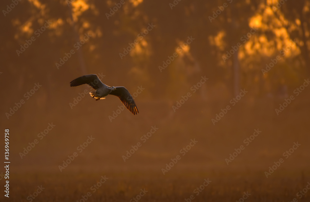 Fototapeta premium Bar headed Goose flying at sunset