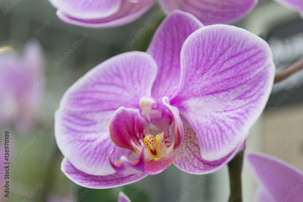 Orchid flower. Orchid close up. Selective focus. Orchid flower. Orchid close up. Selective focus.