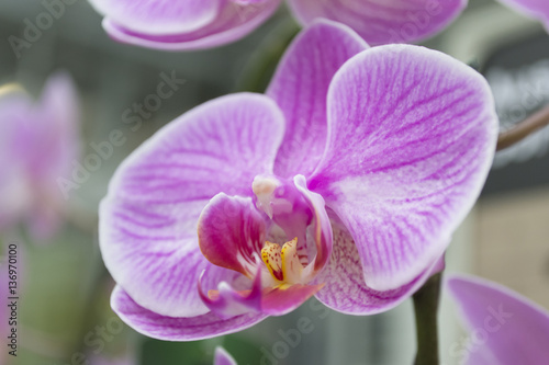 Orchid flower. Orchid close up. Selective focus.
