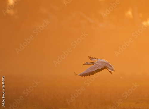 Bar headed Goose flying at sunset