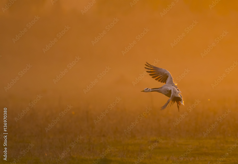 Bar headed Goose flying at sunset Bar headed Goose flying at sunset
