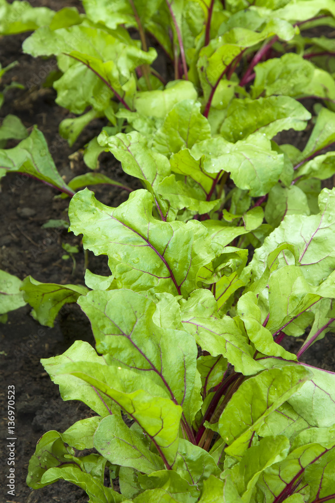 Young beetroots leaves
Young beetroots leaves