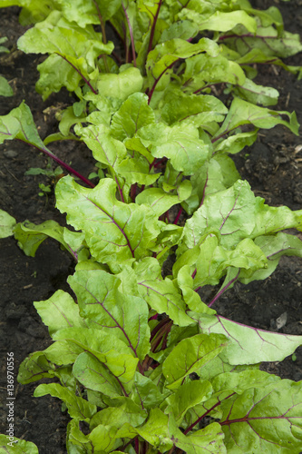 Young beetroots leaves 